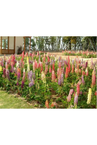 Цветущий люпин `Роуз Шадес` в миксбордере с другим люпином